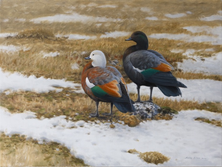 Nicolas Dilon | Winter in the Mackenzie | Paradise Ducks | oil on canvas | McAtamney Gallery | Geraldine NZ